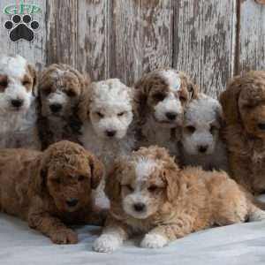 Milo, Mini Labradoodle Puppy